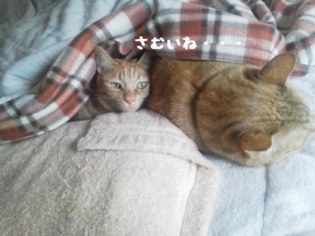 さむいね