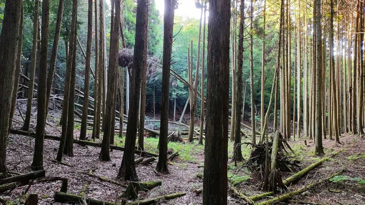 金毘羅山・高ヶ尾山【大阪府高槻市】緑の世界に感動！ノスタルジックな体験！ | -temari- 趣味が料理と登山 - 楽天ブログ