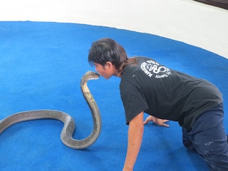 キングコブラ
