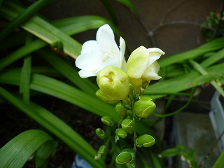 P1180043ss.jpg