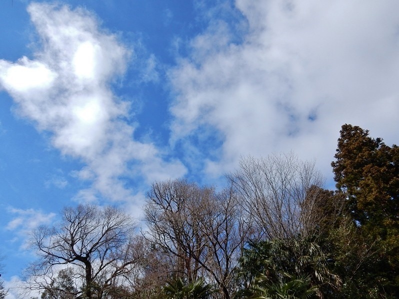 植物園への道 2.JPG