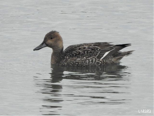 オナガガモ2019年12月17日
