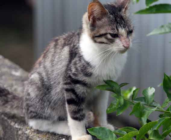 我が家のニャンコ♪2013/9/16-2