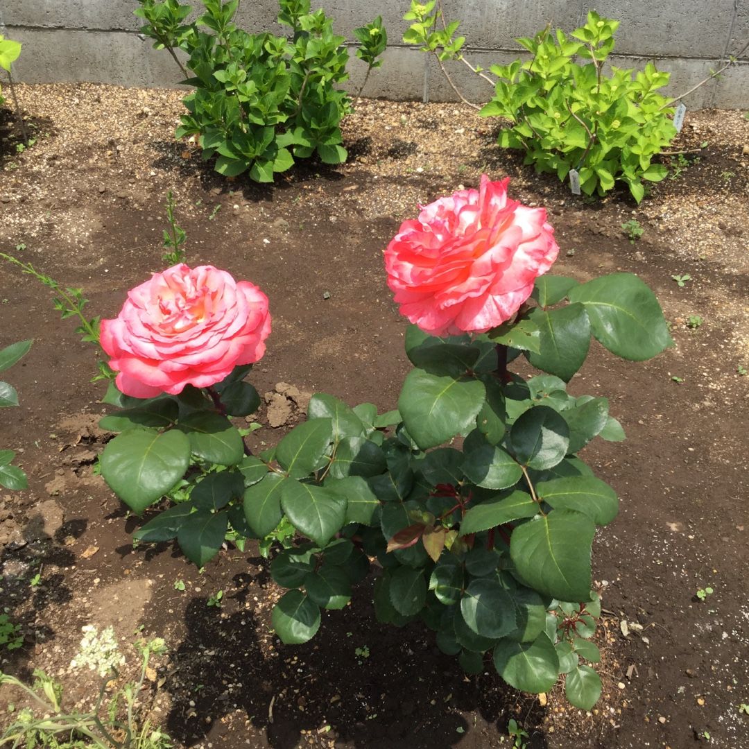 3ページ目の ガーデン リフォーム ばらと猫とフラメンコ 楽天ブログ