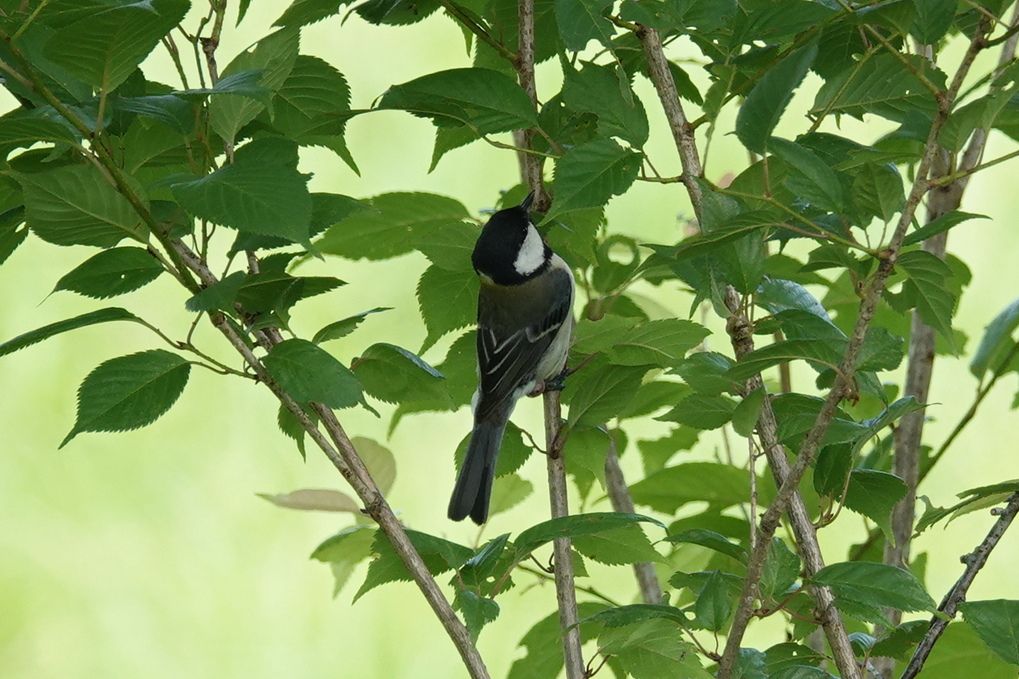 野鳥 の記事一覧 アウトドア親爺の徒然日記 楽天ブログ