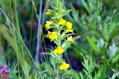 5ページ目の 花と園芸 三田のいのしし 見て歩き日記 楽天ブログ