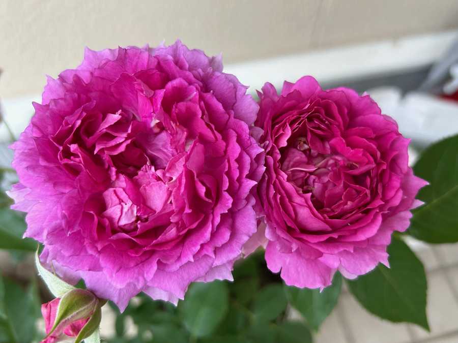 幸せのバラ色週間・その1 | 今日のお散歩---