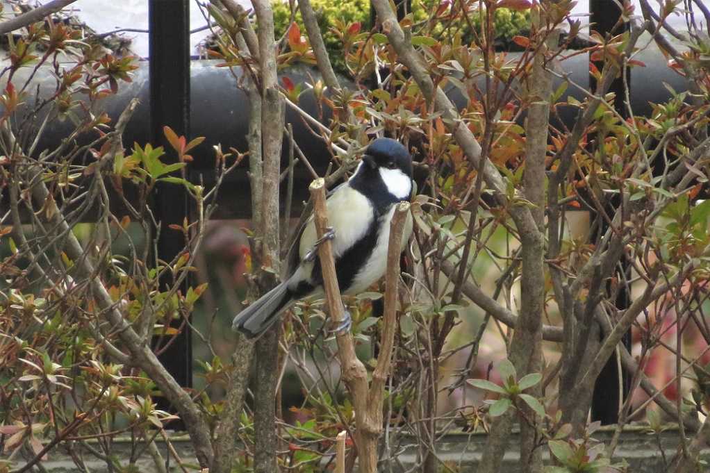 庭の鳥;蜜柑メジロ、仲良しメシロ、ジョウビタキ♂♀、シジュウカラ。 | 大分金太郎の花鳥蝶月 - 楽天ブログ