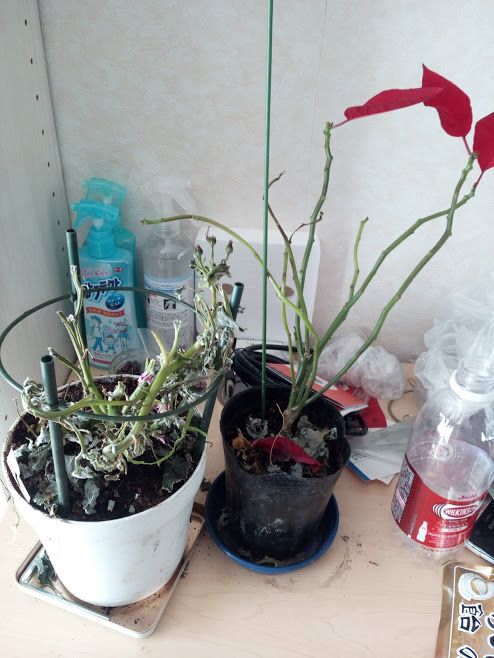 花は繊細 寒波や水のやりすぎで枯れさせてしまう マンション管理士 イダケンが管理をグッと良くする 楽天ブログ