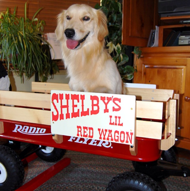 シェルビーの犬が乗っかったラジオフライヤー