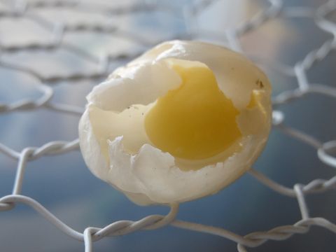 産んだ卵を食べるカメ 星とカワセミ好きのブログ 楽天ブログ