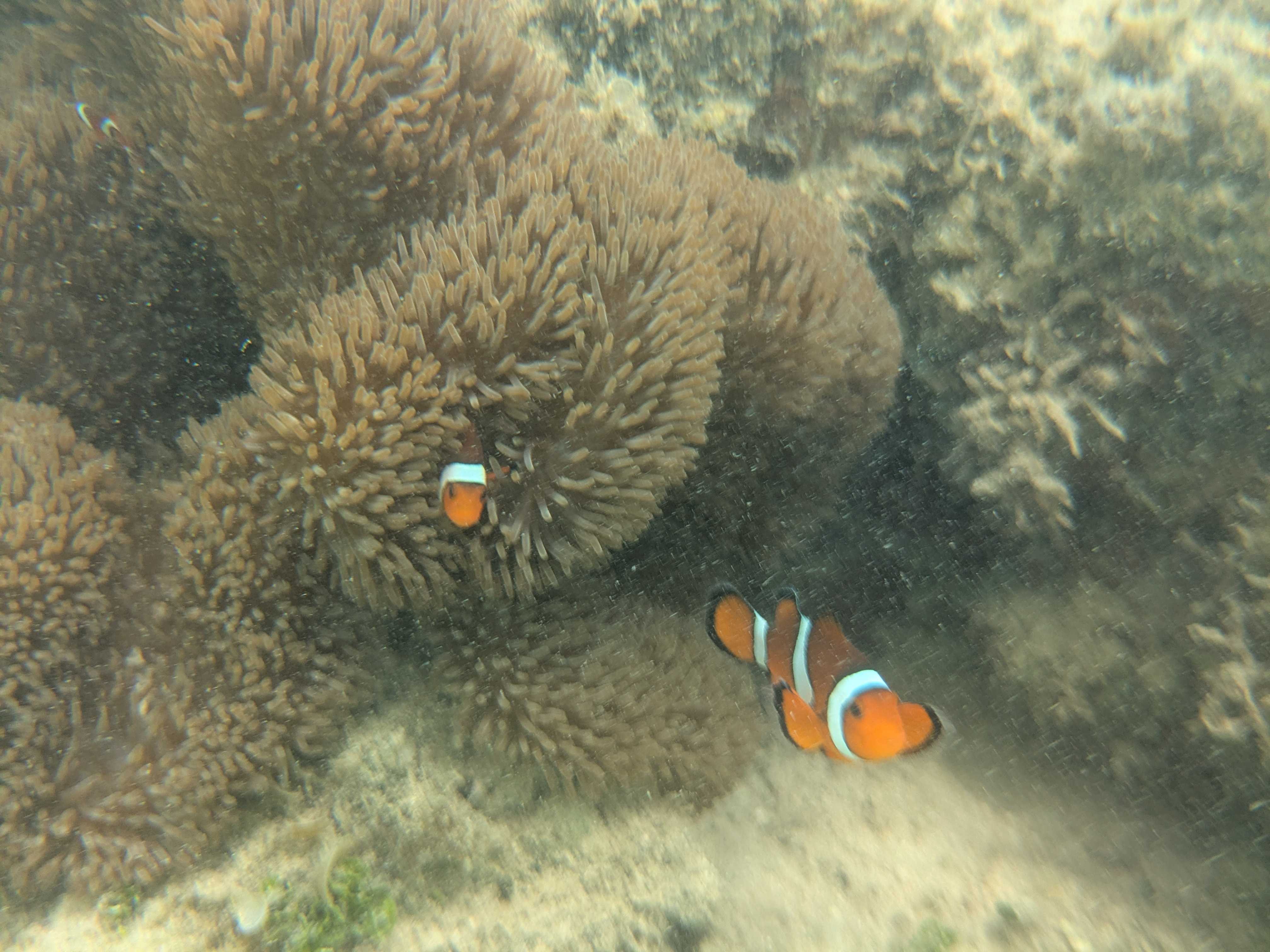 西表島　星砂の浜　子連れシュノーケリング　カクレクマノミ発見