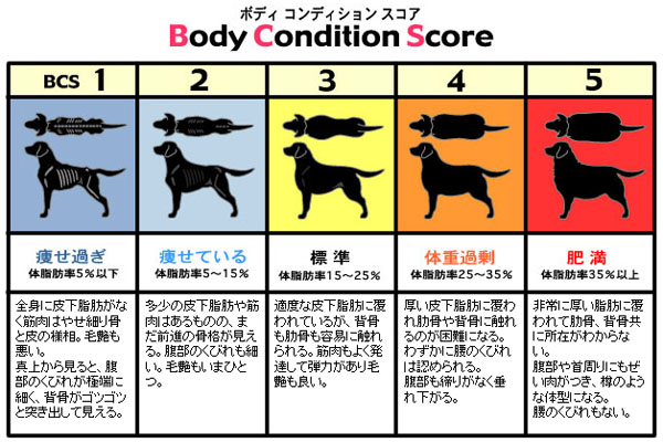 肥満犬の表