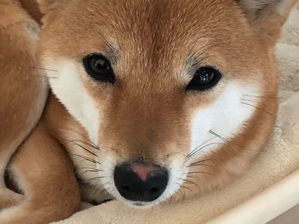 鼻の皮が剥けた 豆柴まるはなの花マル日和 楽天ブログ