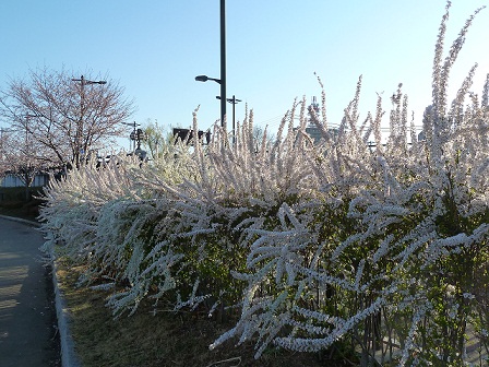 2013.3.26 012.JPG