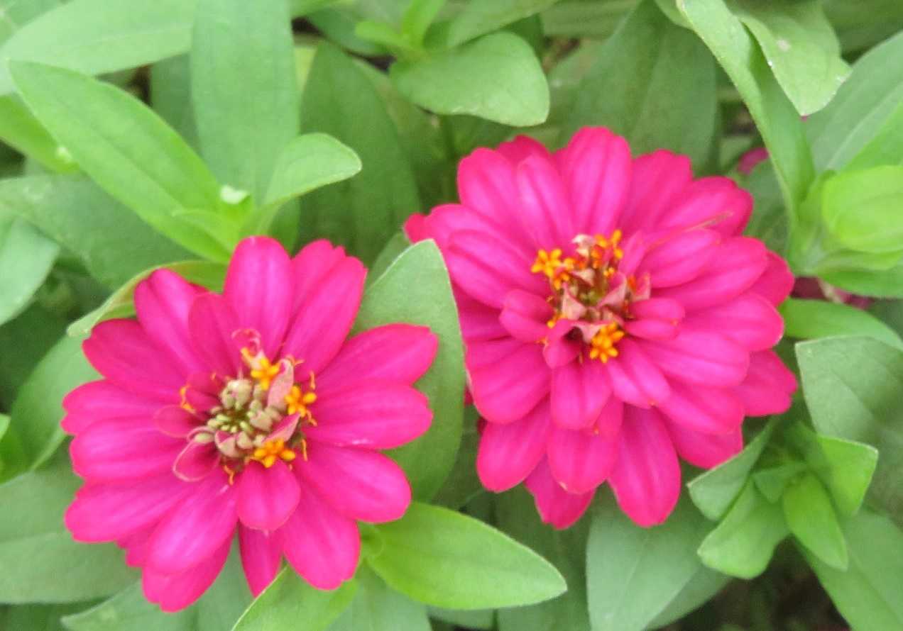 訪問リハビリ 花は続々 ジニア だい のひとりごと 楽天ブログ