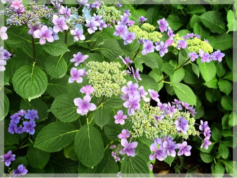 横浜イングリッシュガーデンの紫陽花