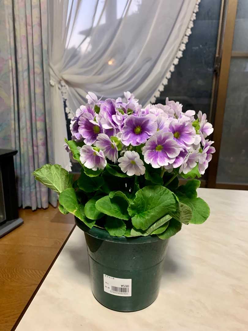 カインズホームで鉢 花苗を買いました 一口茶屋 整形外科へ行き 帰ってから花苗を植え付けました Music Land 私の庭の花たち 楽天ブログ