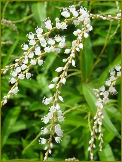（令和4年9月5日）白花桜蓼パチパチ爆ぜる爽やかさ♪ | 花の歳時記 （天南星の魅力＆山野草） - 楽天ブログ