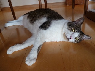 P1090081ss.jpg