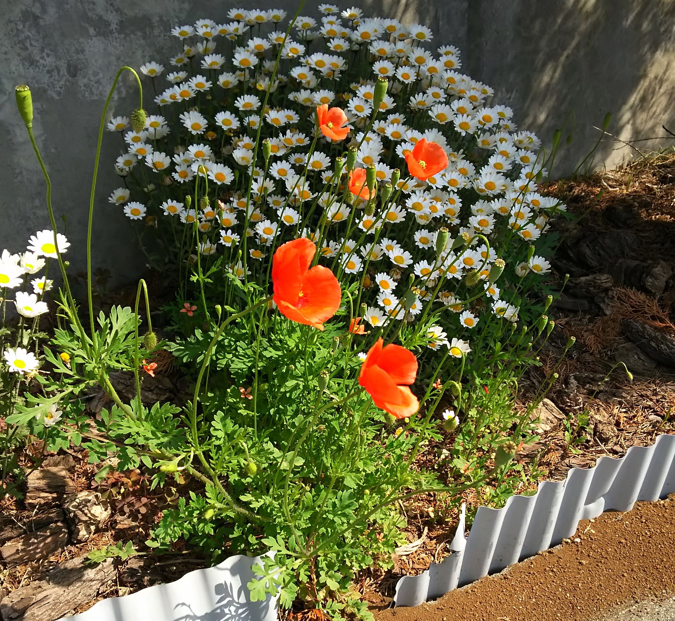 コラム 帰化 侵入 植物を考える アウトドア親爺の徒然日記 楽天ブログ