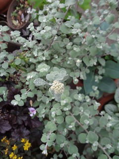 DSC05374.jpg