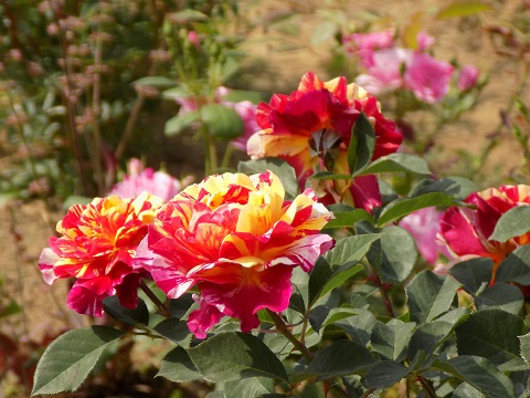 DSCN3505.JPG