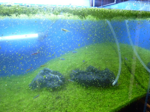 ニューラージパールグラス水槽 トリミング編 水草水槽 アクアリウム 大磯砂 ソイル そして おやじの日常 楽天ブログ