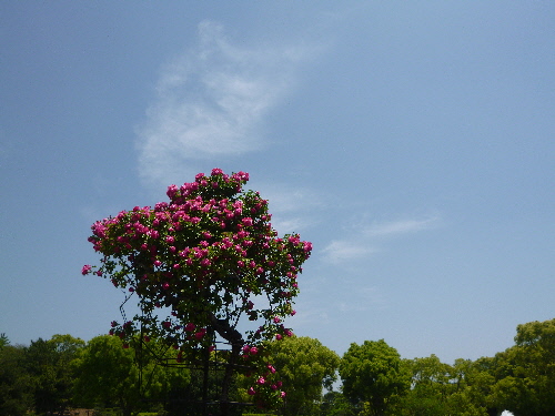 P1100696(1).JPG