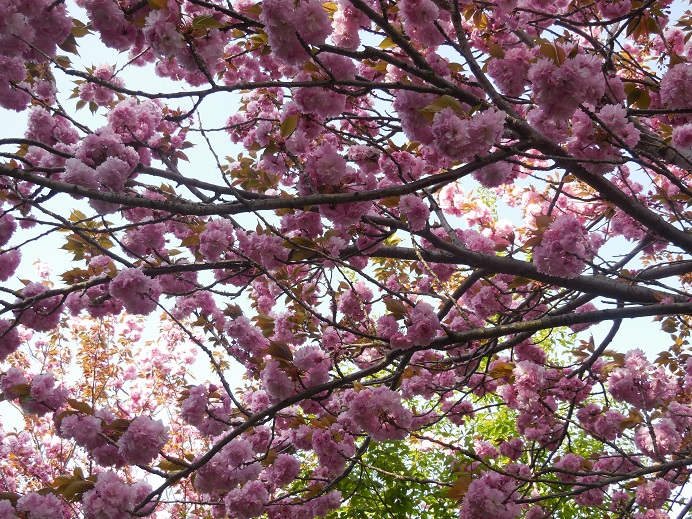 淡路の桜.JPG