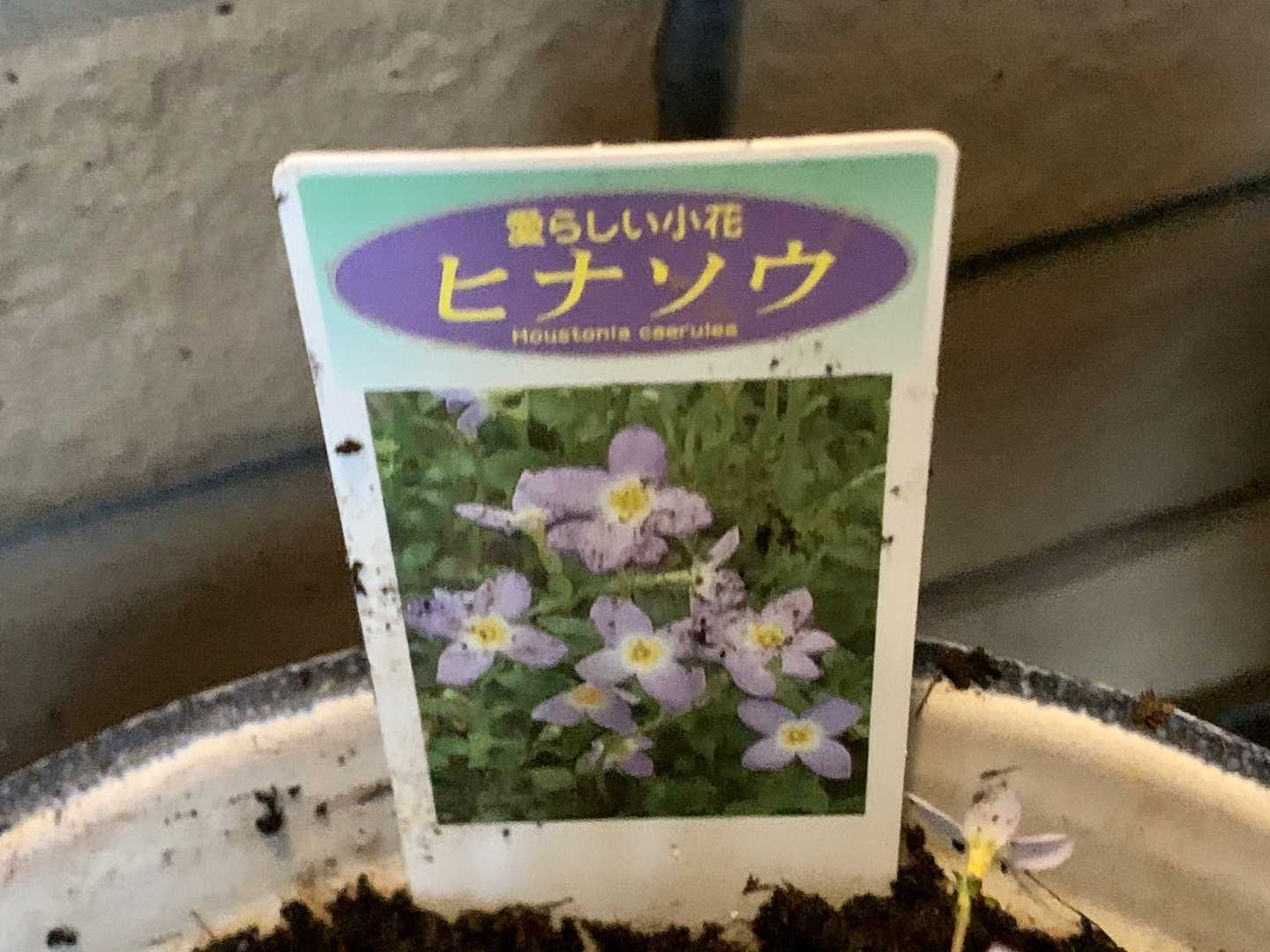 カインズホームで鉢 花苗を買いました 一口茶屋 整形外科へ行き 帰ってから花苗を植え付けました Music Land 私の庭の花たち 楽天ブログ