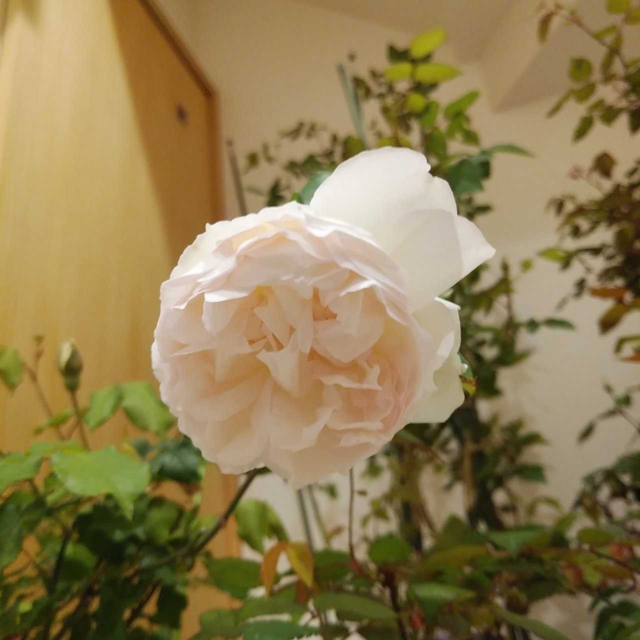 21年04月05日の記事 薔薇の香り 楽天ブログ