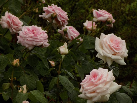 DSCN3890.JPG