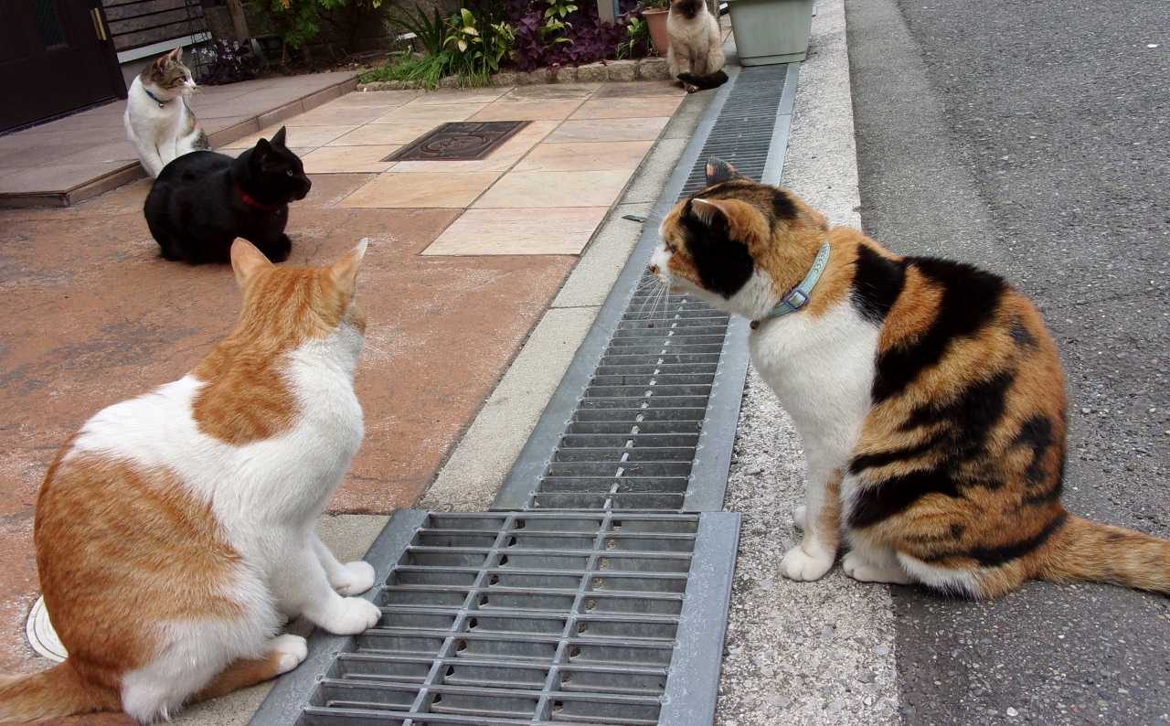 ココ ニャンズを手玉に取る の巻 人さまのネコ 楽天ブログ