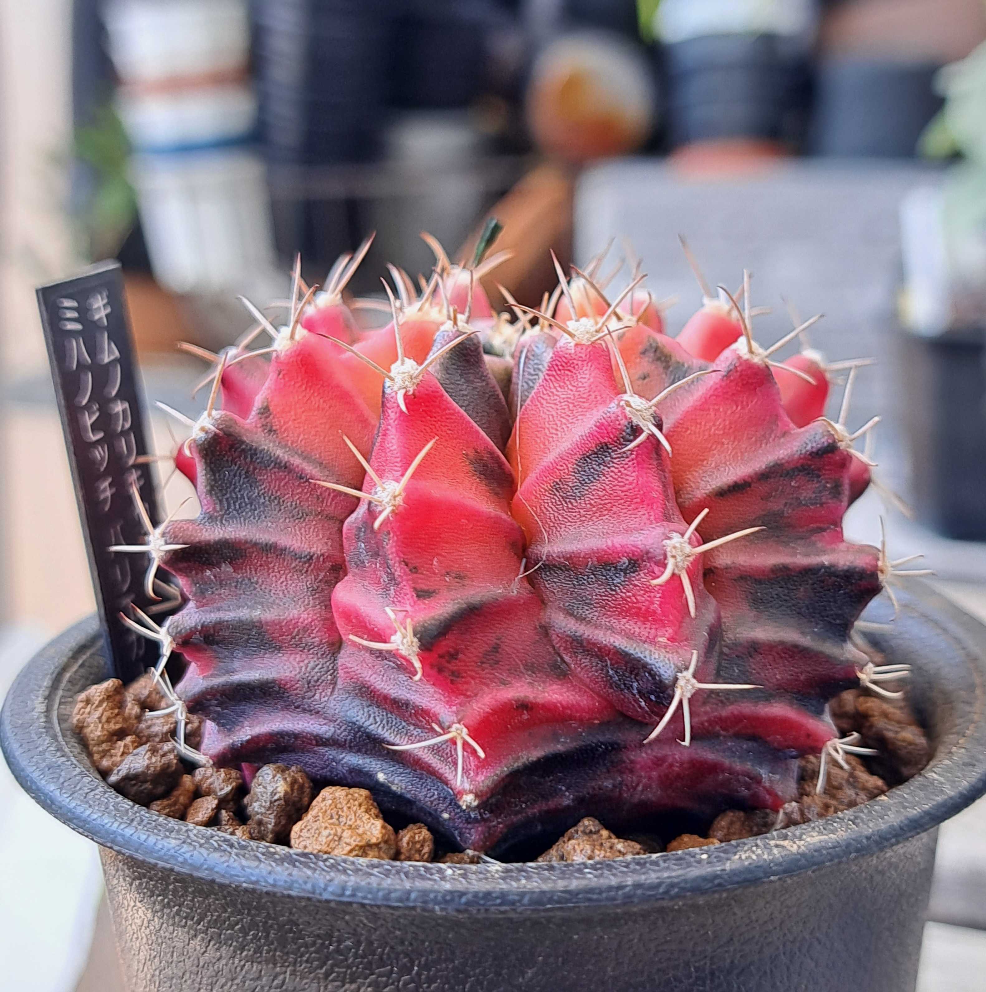 3サボテン ギムノカリキウム ハイブリッド 緋牡丹錦100個セット - 植物