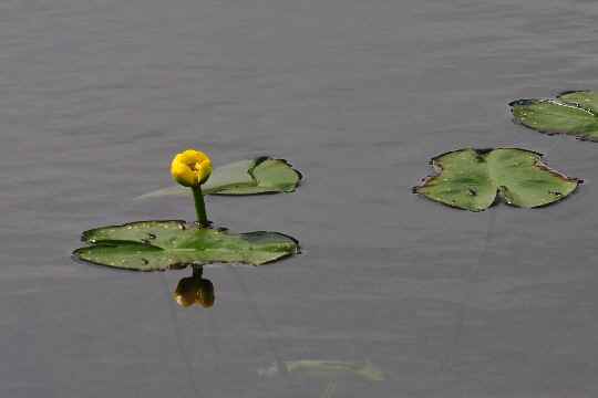 ｵｾﾞｺｳﾎﾈ