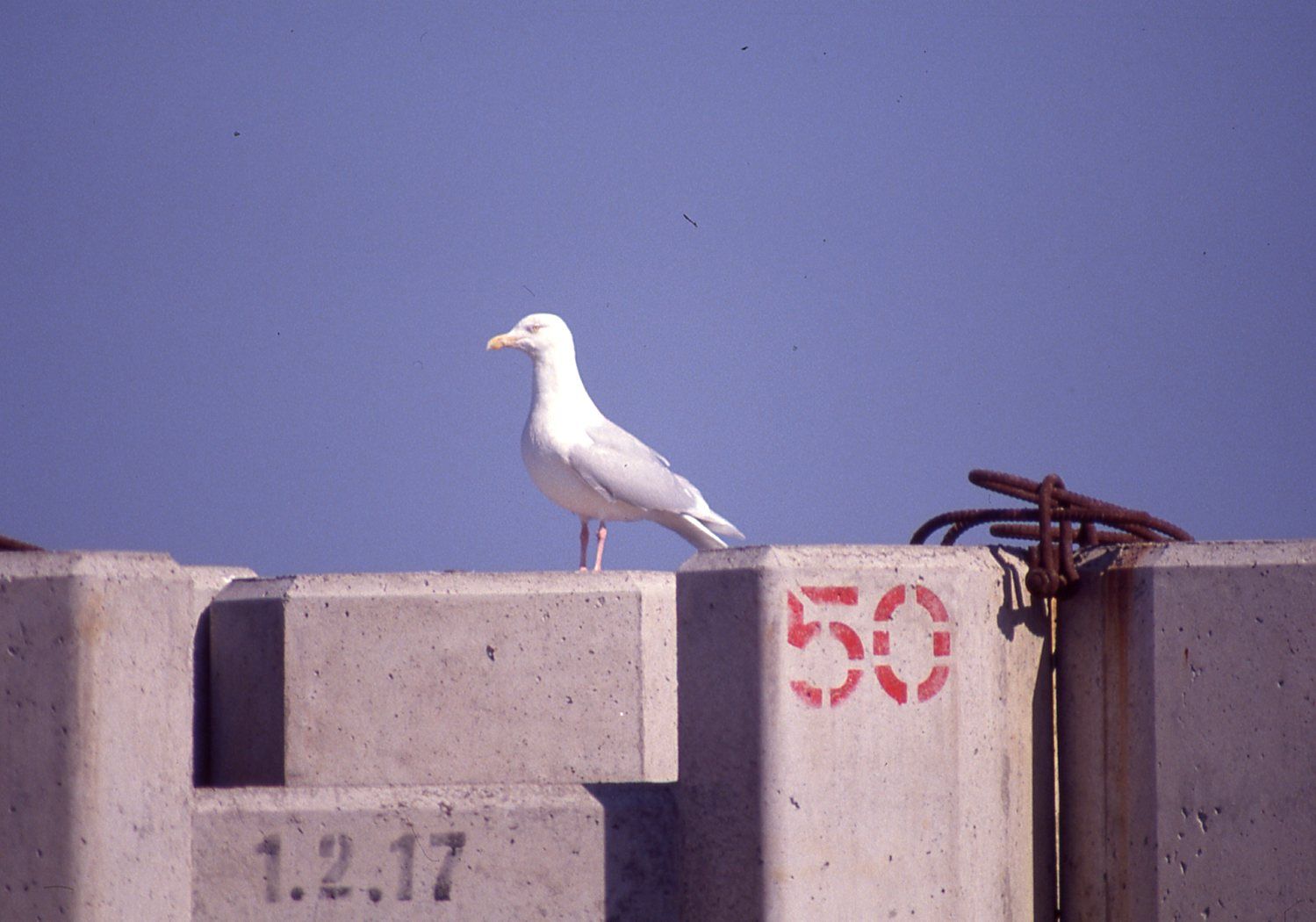 シロカモメさん まみきびのブログ 楽天ブログ