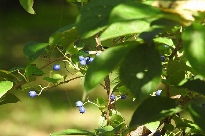 0162DSCN7190.JPG