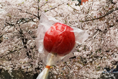 リンゴ飴と桜
