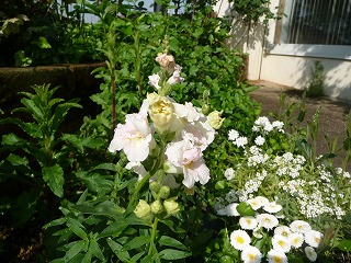 P1010787ss.jpg