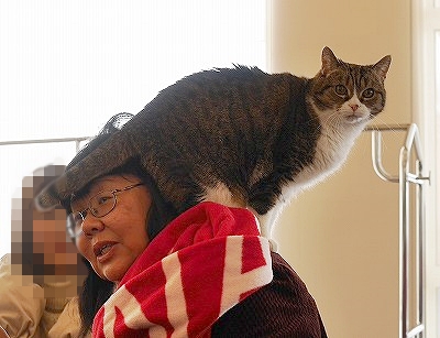 シャトーマドリノホテル　マドレーヌ島　猫