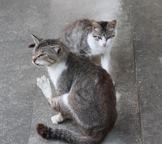 我が家のニャンコ♪2014/05/26-2