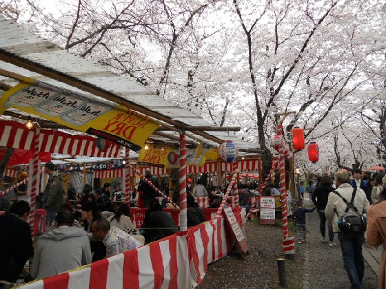 2016-4　平野神社の花見小屋.jpg