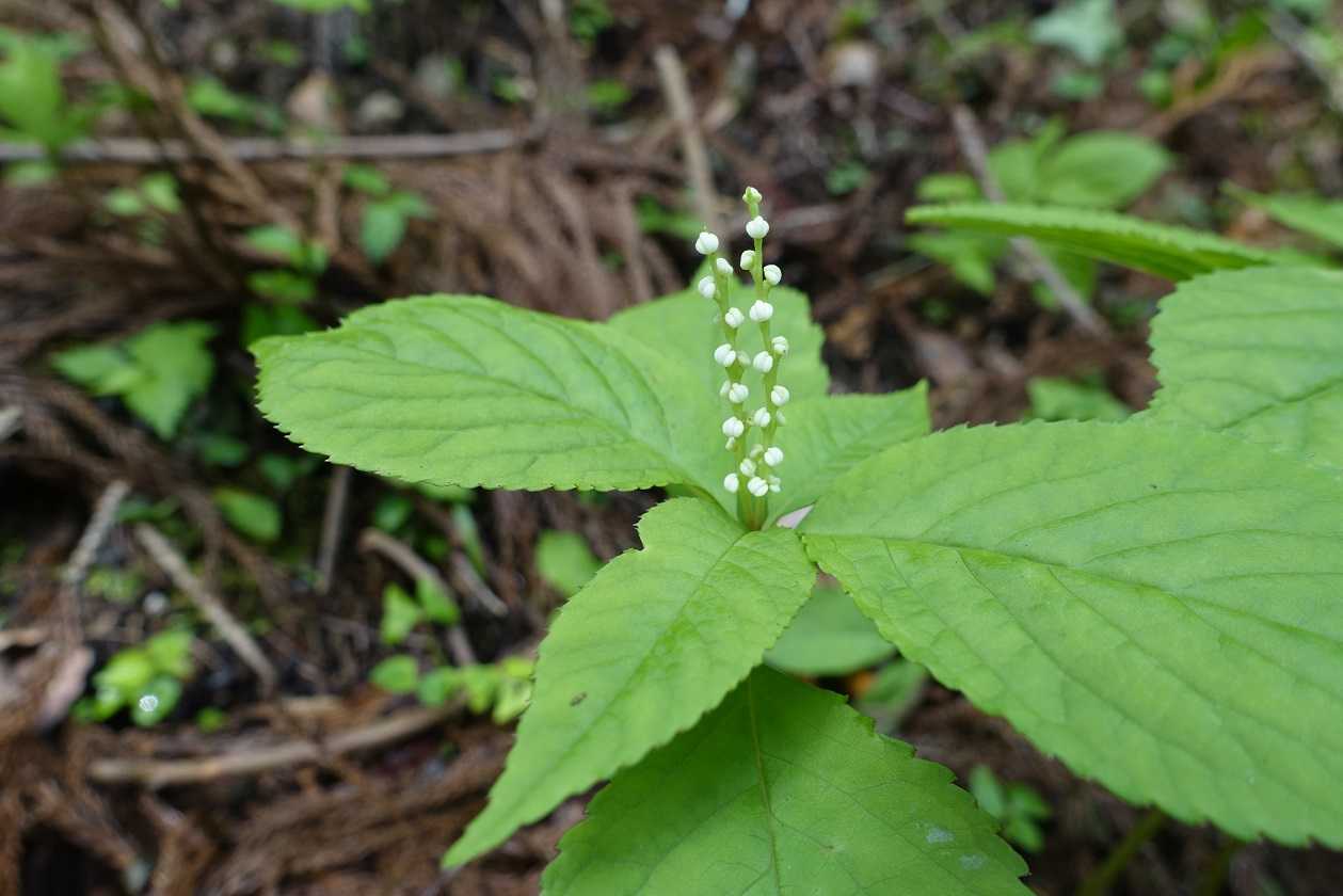 県北へ花探訪 バラと山野草 楽天ブログ