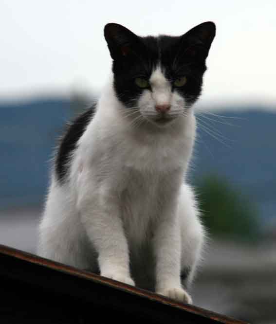 我が家のニャンコ♪2013/7/17-3