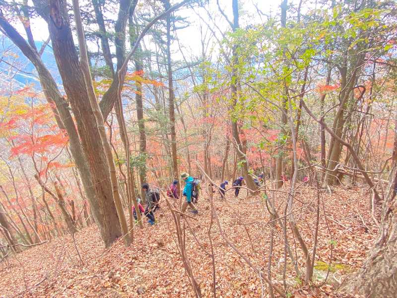 第20回醍醐山一斉登山（醍醐山を愛する会10周年記念登山）(5)モミジの道 | 醍醐山と下部（しもべ）温泉 - 楽天ブログ