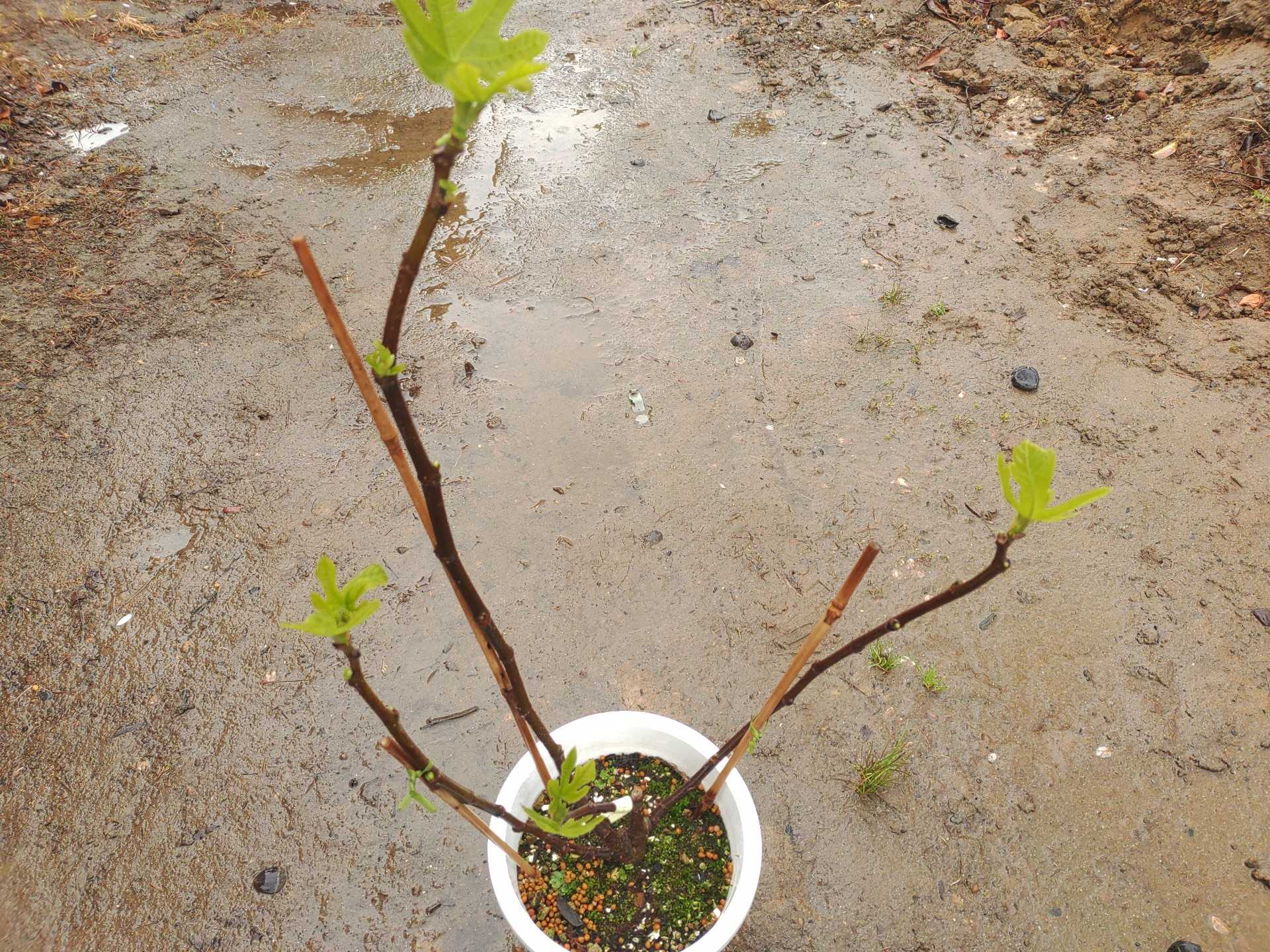 イチジクの植え付けと剪定 一文字 オレンジ園芸ヽ ﾉ 楽天ブログ