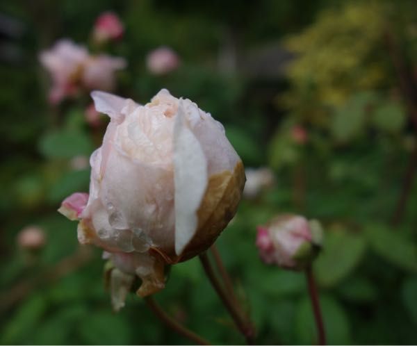 rblog-20180508194218-05.jpg