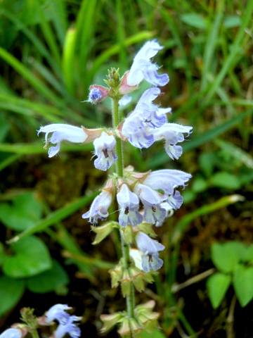 拡大した野草・口唇形の花だ