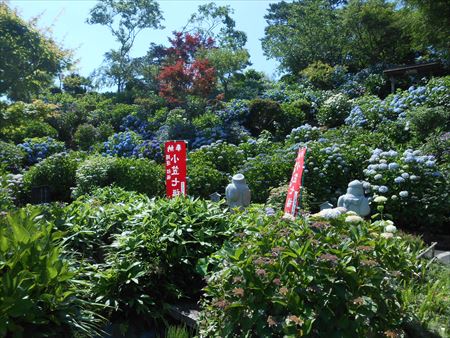 花のお寺「本勝寺」の紫陽花